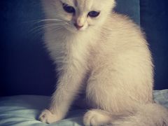 -猫十亿·布偶金渐层·曼基康矮脚猫舍(青年路店)