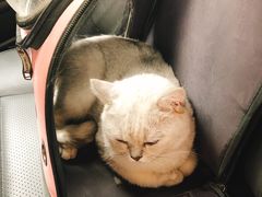 -佳雯宠物医院(金华南路分院)