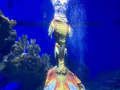 -海合安武汉极地海洋公园