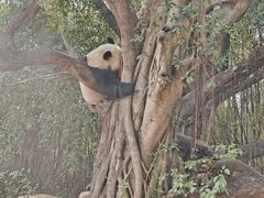 -广州长隆野生动物世界