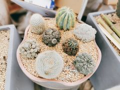 -金科花卉市场