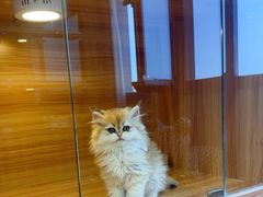 -猫十亿·布偶金渐层·曼基康矮脚猫舍(青年路店)