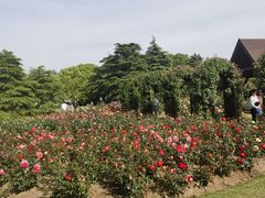 -上海滨江森林公园