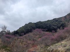 -新建村梅花