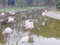 -顾村公园