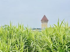 -九龙湖公园