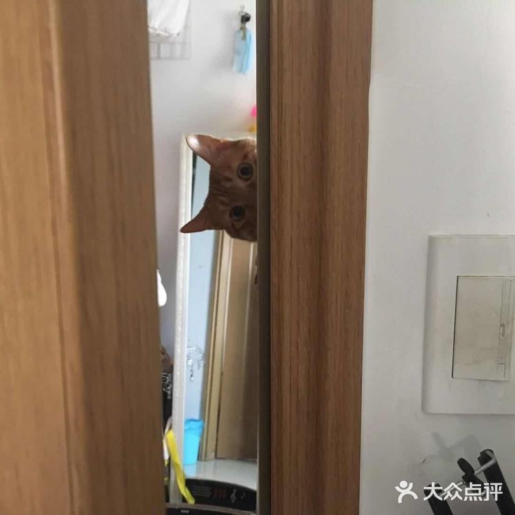 偷窥的大橘