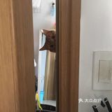 偷窥的大橘