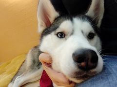 -Husky Go! 哈士奇体验馆·宠物咖啡厅狗咖
