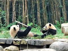 -广州长隆野生动物世界