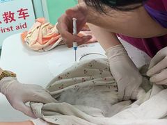 -北京观赏动物医院·24小时大型综合·猫专科·异宠专科