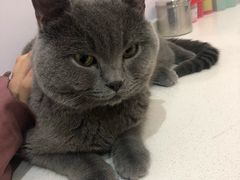 -艾贝尔宠物医院·24H转诊中心·肿瘤猫专科(江宁双龙店)