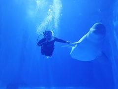 -多彩贵州城极地海洋世界