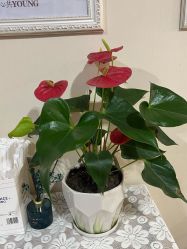 点击看大图 -Dr.林醫生产后修复·超级店(南京江宁同曦店)