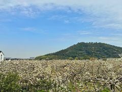 -树山生态村