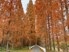 -黄海国家森林公园