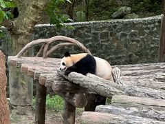 -都江堰中华大熊猫苑