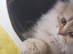 -中农大我爱我爱动物医院·核磁CT·猫病·24小时夜诊中心(石佛营店)