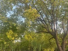 -九科绿洲