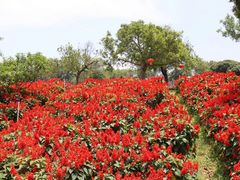-松山湖梦幻百花洲