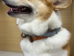 -美联众合爱康动物医院•复杂内科•肿瘤科•牙科•腔镜诊疗中心