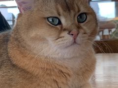 -喵园·猫主题咖啡厅·撸猫·猫咖(国贸店)