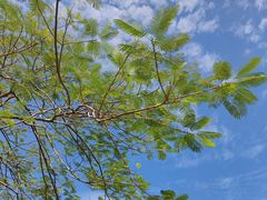 -火炉山森林公园