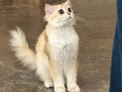 -小狗上班·狗咖·猫咖·小奶狗·摄影(南山店)