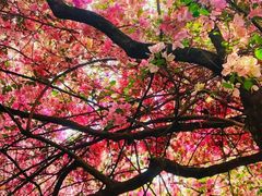 -深圳国际园林花卉博览园