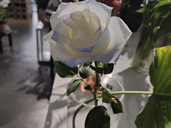 -靳晖金百合花艺GOLDENLILY(南院门店)