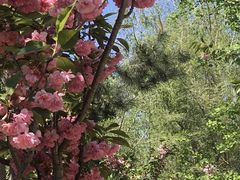 -长白岛森林公园