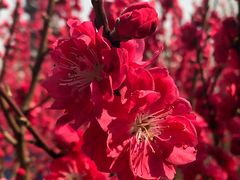 -上海市龙华烈士陵园