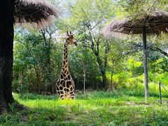 -北京野生动物园