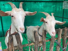 -史努比缤纷世界