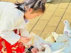 -野狸岛