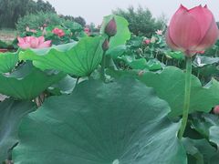 -白洋淀景区