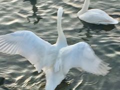 -烟墩角天鹅湖