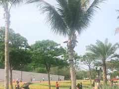 -野狸岛