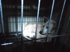 DSCN1185-中农大我爱我爱24h动物医院·中医针灸·猫专科·骨科医疗中心(双井店)