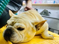 -爱派特动物医院·全科诊疗中心