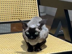 -琪喵猫屋·撸猫猫咖·猫舍