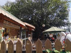 -柴犬高等学院·狗咖·柴犬售卖·宠物训练