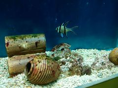 -北戴河圣蓝海洋公园