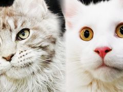 -十年猫舍·猫咪专门店(普陀店)