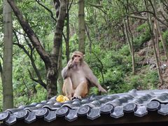 -黔灵山公园