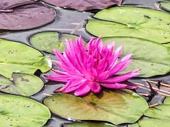 -国家植物园南园