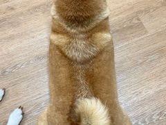 -是阿柴呀！柴犬咖啡·爱喵喵猫咖