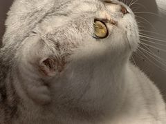 -小伙伴宠物医院•急重症转诊中心·老年专科·犬猫全科(北大街总院)