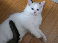 -达爱动物医院·犬猫分区·CT·复杂眼科(远洋山水分院)