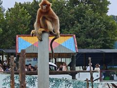 -西霞口神雕山野生动物世界